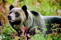 Discover Grizzly Bears from Banff