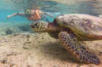 Discover Hidden West Oahu With Snorkeling