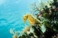 Discover Scuba Diving in Pula