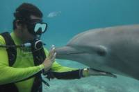 Dive with Dolphins in Cozumel