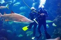 Dive with the Sharks at The Florida Aquarium in Tampa Bay