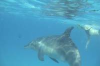 Dolphin Cruise and Banana Boat Fun from Hurghada