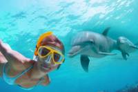 Dolphin Encounter and Snorkeling Combo at Shell Island