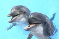 Dolphin Encounter at Dolphin Cove Negril