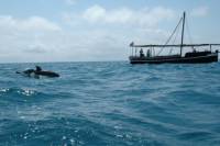 Dolphin Seafari to Kisite Marine Park Diani Beach