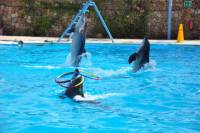 Dolphin Show Sharm El Sheikh