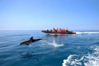 Dolphin Watching and Cave Tour from Vilamoura
