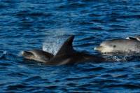 Dolphin Watching Tour from Lisbon