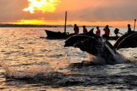 Dolphin Watching, Waterfalls and Ulundanu Temple Tour in Bali