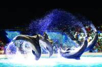Dubai Dolphinarium Dolphin and Seal Show with Optional Aladdin Acrobatic Show