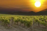 Eger Wine Country Day Trip from Budapest Including Lunch