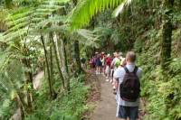 El Yunque Rainforest Nature Walk and Mina Waterfall Adventure