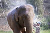 Elephant Camp Tour including Elephant Ride from Krabi