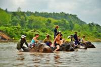 Elephant Village and Mahout Experience Day Tour