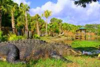 Explore Wild Florida from Orlando