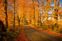 Fall Foliage Sightseeing Tour from Boston