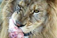 Feed the Big Cats