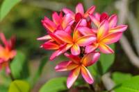 Flavors and Scents of St Lucia: Greenwood Terrace Tour