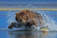 Flightseeing Tour and Wilderness Bear Viewing in an Alaska National Park