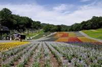 Fukiware Falls, Lavender Fields and Peach Orchard Day Trip from Tokyo