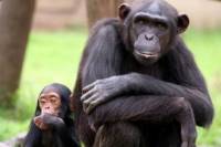 Full-Day Chimp Eden and Botanical Gardens tour from Hazyview