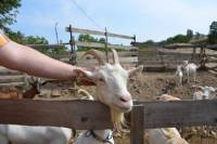 Full-Day Countryside Off-Road Vehicle Tour from Prague: Volcanos, Rana Mountain And Goat Farm Visit