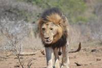 Full-Day Hluhluwe Imfolozi Park Game Drive from St. Lucia