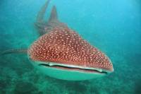 Full-Day Richelieu Rock Scuba Diving from Phuket