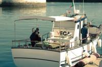 Full-day Tour of Trawler Dolphin-Watching Including Lunch