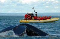 Full-Day Whale Watching Cruise from Quebec