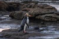 Full-Day Wildlife Tour from Dunedin