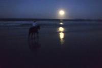 Full Moon Horse Ride at Rainbow Beach