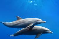 Gibraltar Dolphin Cruise with Transport from Costa del Sol