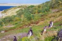 Gipsy Cove Tour of Stanley