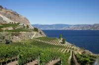 Golden Mile Wine Tour from Osoyoos