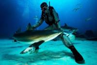 Grand Bahama Shark Dive