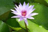 Grand Cayman Shore Excursion: Queen Elizabeth II Botanical Park