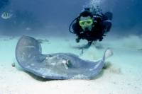Grand Cayman Stingray City Dive