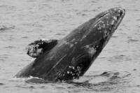 Gray Whale Watching Cruise