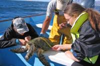 Gray Whales, Sea Turtles and Whale Sharks Expedition