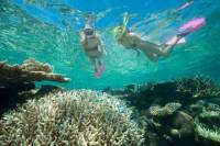 Great Barrier Reef Diving and Snorkeling Cruise from Cairns