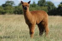 Guided Alpaca Farm Tour in Picturesque Warwickshire Countryside