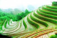 Guilin Private Tour: Longji Rice Terraces Day Tour in Longsheng