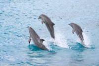 Half-Day Dolphin Island Tour from Punta Cana