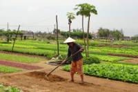 Half-Day Farming Experience from Hoi An