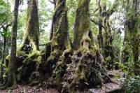 Half-Day Gold Coast Hinterland 4WD Tour