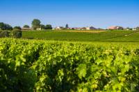 Half-Day Médoc Wine-Tasting Tour and River Cruise from Bordeaux