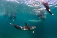 Half-Day Mornington Peninsular Dolphin and Seal Swim from Sorrento