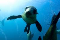 Half-Day Popes Eye Cruise with Snorkeling