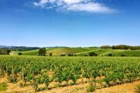 Half-day Tour of Maremma Toscana, with Wine-Tasting